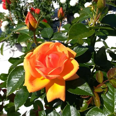 Bergruhe * Sankt Ruprecht ob Murau