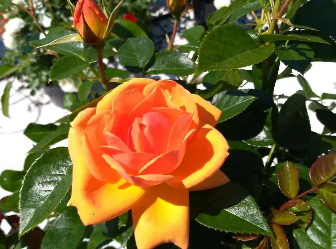 Bergruhe * Sankt Ruprecht ob Murau